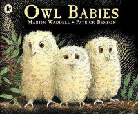 Image of Owl babies