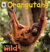 Image of Orangutans