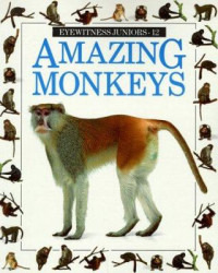 Image of Amazing monkeys