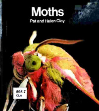 Image of Moths
