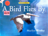 Image of A bird flies by