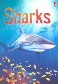 Image of Sharks