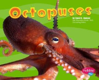 Image of Octopuses