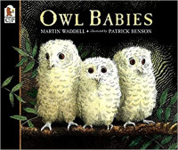 Image of Owl babies