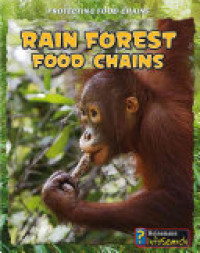 Image of Rain forest food chains